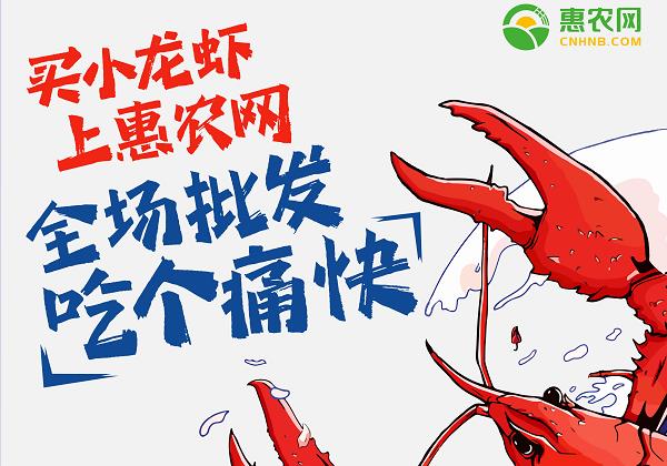 惠農(nóng)網(wǎng)：小龍蝦線上銷售火爆 價(jià)格跳水交易高峰來(lái)臨